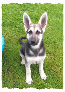 Chiot Croisé Berger à l'école pour chiots à Dax