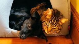 Léo & Mozart