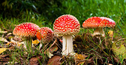 Champigons vénéneux