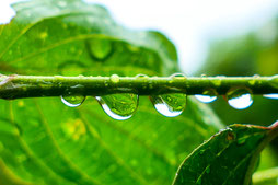 Monika Primetshofer - REGEN. CANON EOS 250D. F 2.5. Iso 125