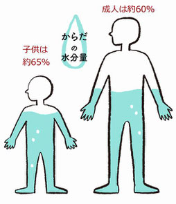身体の水分含有量