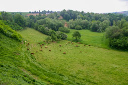 Kuhweide unterhalb der Steinwand (Foto: B. Budig)