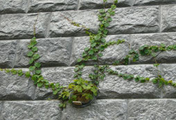 植栽：ナツヅタ