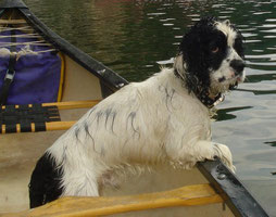 Emmener son chien en canoë kayak sur l ardèche