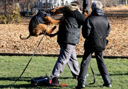 Airedale Terrier im Schutzdienst