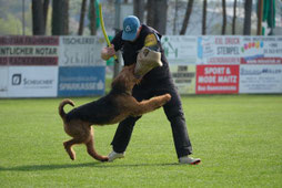 Airedale Terrier im Schutzdienst
