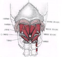 後頭下筋群