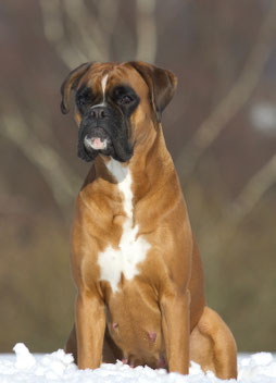 Boxer Hund vonderwaldnielerheide