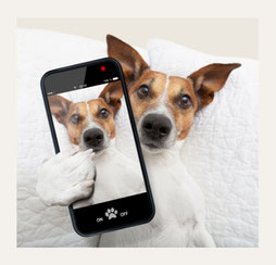 Lucky Soul: Hund mit Telefon