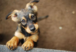 Hundeschule, Hundetrainer, Shandor Schäfer x Neufundländer