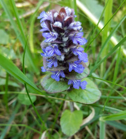 Fleurs bleues - Club Pédestre Chabeuillois