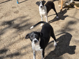 Ruth und Rubi