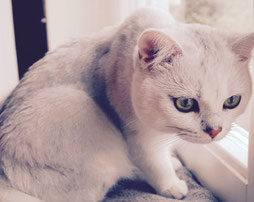 背中の丸い猫