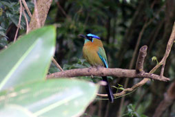 Natur, Vogel, Costa Rica