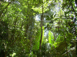 jungle