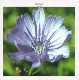 Chicory (chicorée en français)