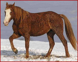 Gaited Curly Horse