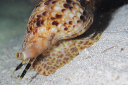 triton "Charonia tritonis" (mer Rouge Egypte)