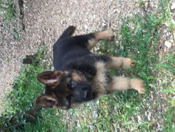 chiots berger allemand disponibles