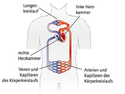 Blut Herzkreislauf Vorbereitung Auf Den Msa