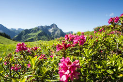 Kleinwalsertal, Österreich: der "Hohe Ifen" (2230m)