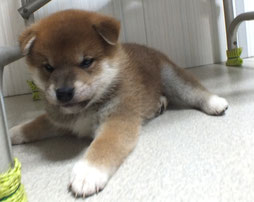 柴犬子犬の画像