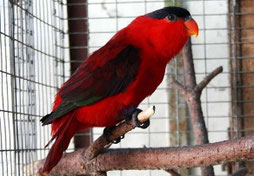 Rot Lorius domicellus (Erzlori)