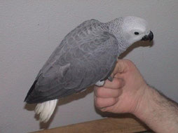 Blau   Psittacus erithacus (Graupapagei) 