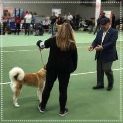 Japan Akita, Umeko of Kishi Ken, Hund, Zucht, Hundezucht, Akita Club e.V., 40 Jahrfeier Akita Club, Hundeausstellung