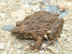 カエルの仲間 豊川市のチョウ 豊川市の野鳥 豊川市の昆虫 昆虫 トンボ チョウ 愛知県