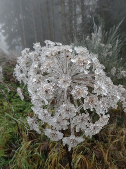 Angélique prise par le givre (photo Ugo)
