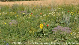 Blühfläche in der Gemarkung Grünberg - Lehnheim