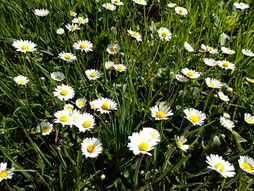 Gänseblümchen, naturreine ätherische Öle, Hydrolate, Aroma Hof