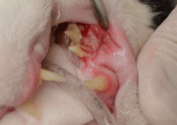 猫臼歯抜歯