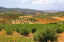 Plantation d'oliviers à Jaén