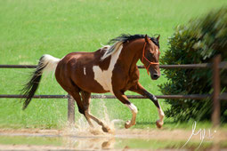 Sandokhan Ibn Shezir, by MWei Photography