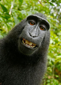 Affe macht Selfie (Foto: Pixabay) 