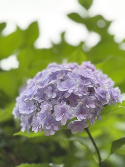 薄紫の紫陽花の花房が緑の葉の前で咲いている写真。