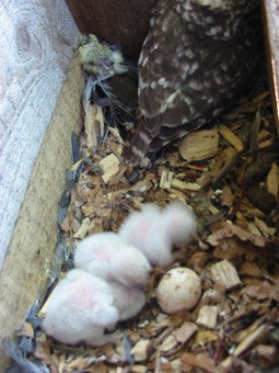 Steinkauzjunge 1-5 Tage alt