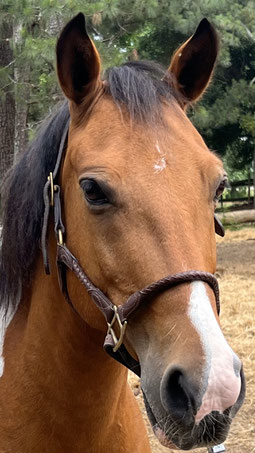 Sparky - Welsh German Sport Horse Cross gelding