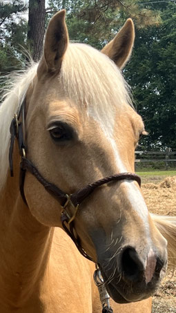 Sunshine - Quarter horse cross mare