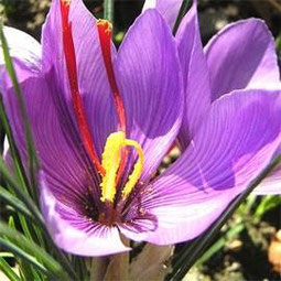 Blüte und Stempelfäden für das Gewürz