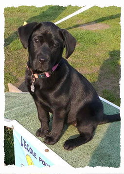 Chiot Labrador à l'école pour chiots à Dax