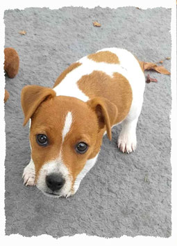 Chiot Jack Russel Terrier à l'école pour chiots à Dax