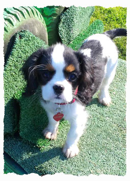 Chiot Cavalier King Charles à l'école pour chiots à Dax