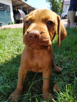 Wurferwartung Vizsla Zwinger Von Neibur Jagdhunde Magyar Plate Leistungszucht Schwerin Jagd Vizslas Webseite