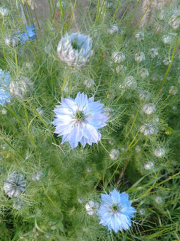 Jungfer im Grünen im Mini-Farm-Garten, eine Blume für spätere Trockenblumen