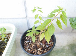 ランタナ　大きめの鉢に植え替え