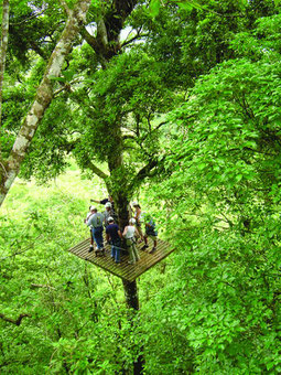 canopy tour lorenzo san superman arenal