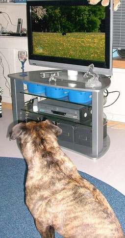 Sie guckt TV (der Hundeprofi auf Vox) ;-)